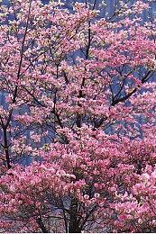 塞尔达风格像素新游《Airoheart》发布PC试玩版